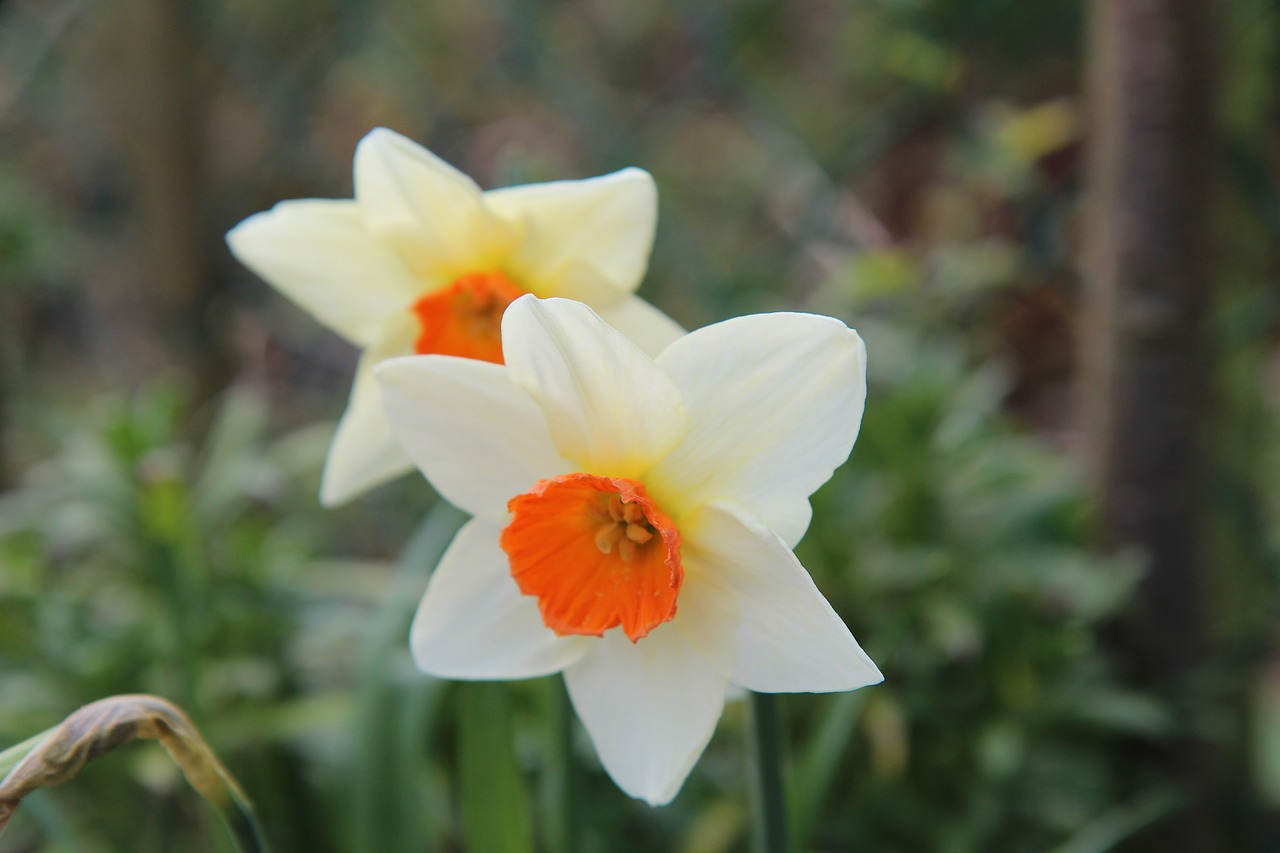 narcissus  spring  daffodil free photo