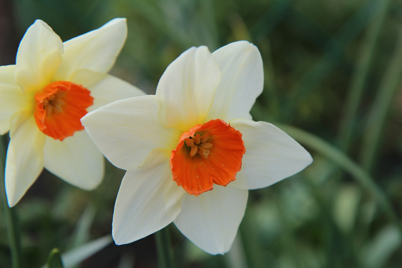 narcissus  spring  daffodil free photo