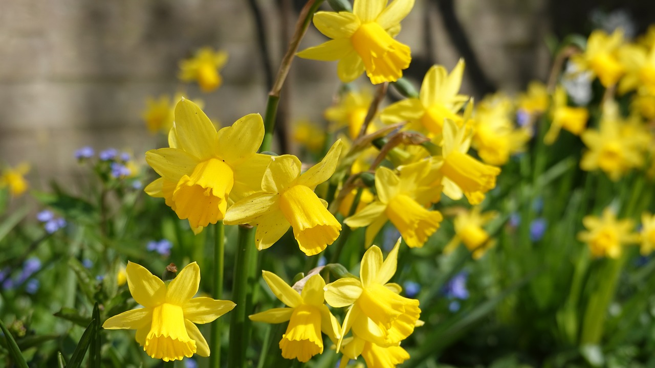 narcissus  yellow  bloom free photo