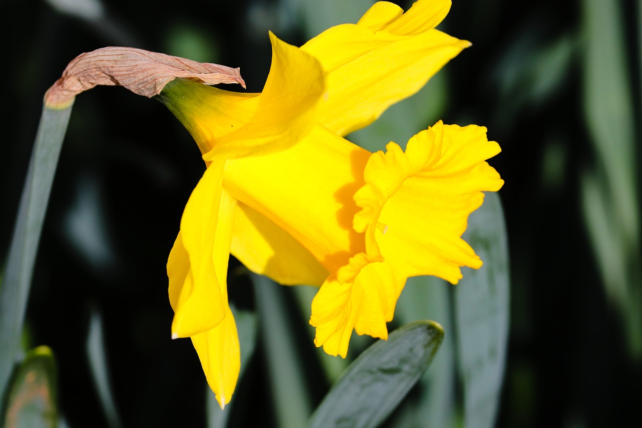 narcissus  daffodil  spring flower free photo