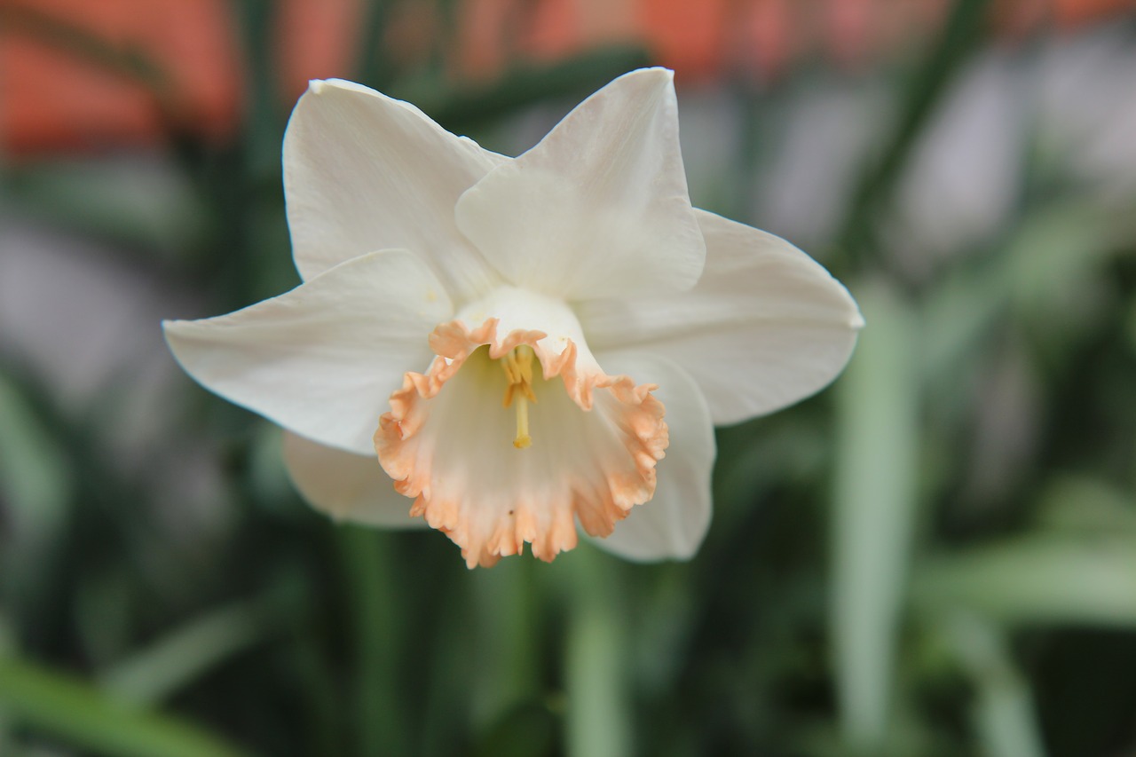 narcissus  flowering  spring free photo