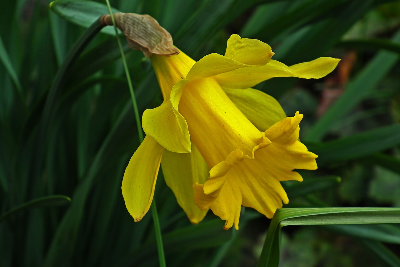 narcissus  yellow flower  easter free photo