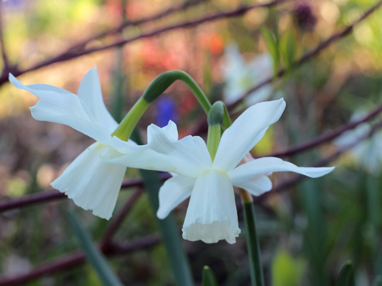 narcissus  white  flowers free photo