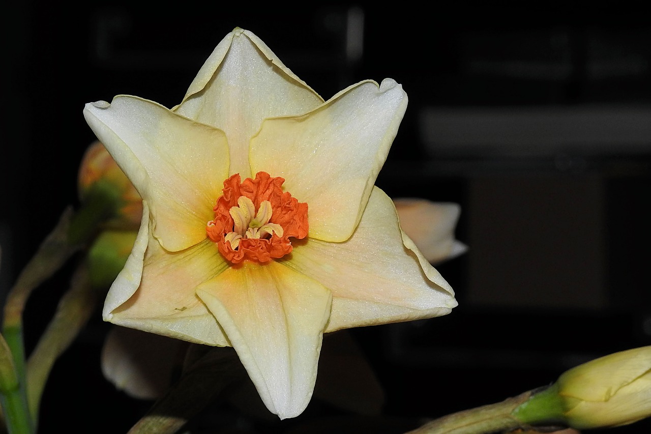 narcissus  daffodil  spring free photo