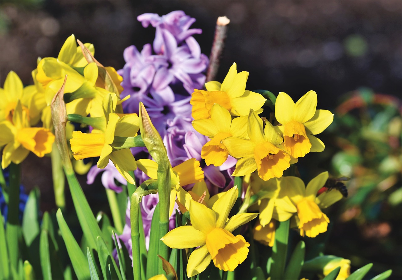 narcissus  blossom  bloom free photo