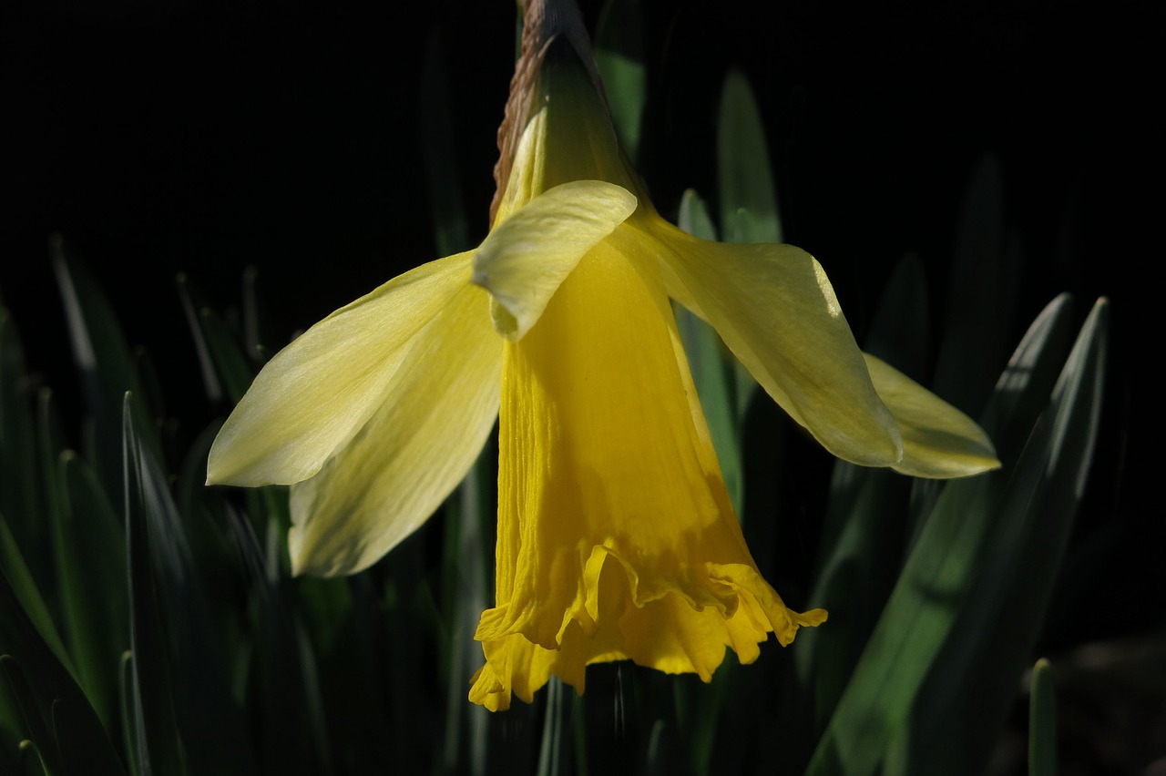 narcissus  daffodil  yellow flower free photo