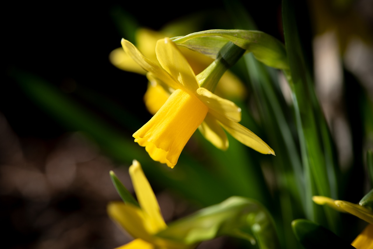 narcissus  yellow  flower free photo