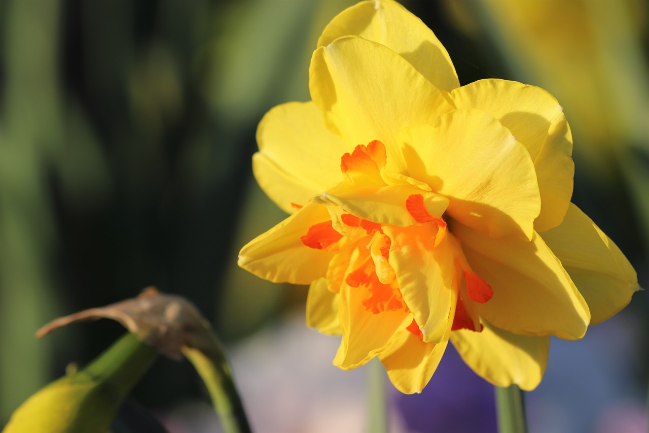 narcissus  spring  flower free photo