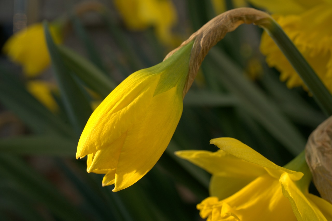 narcissus  daffodil  yellow free photo