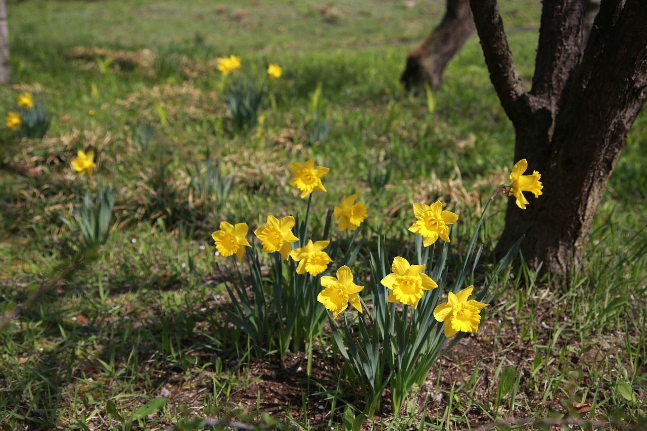 narcissus  flowers  spring free photo