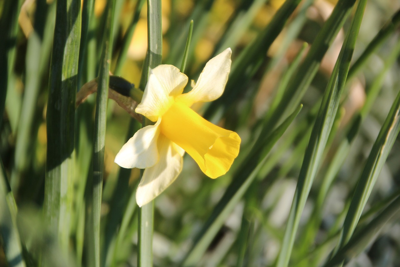 narcissus  flowering  spring free photo