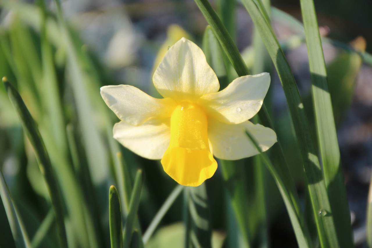 narcissus  flowering  spring free photo