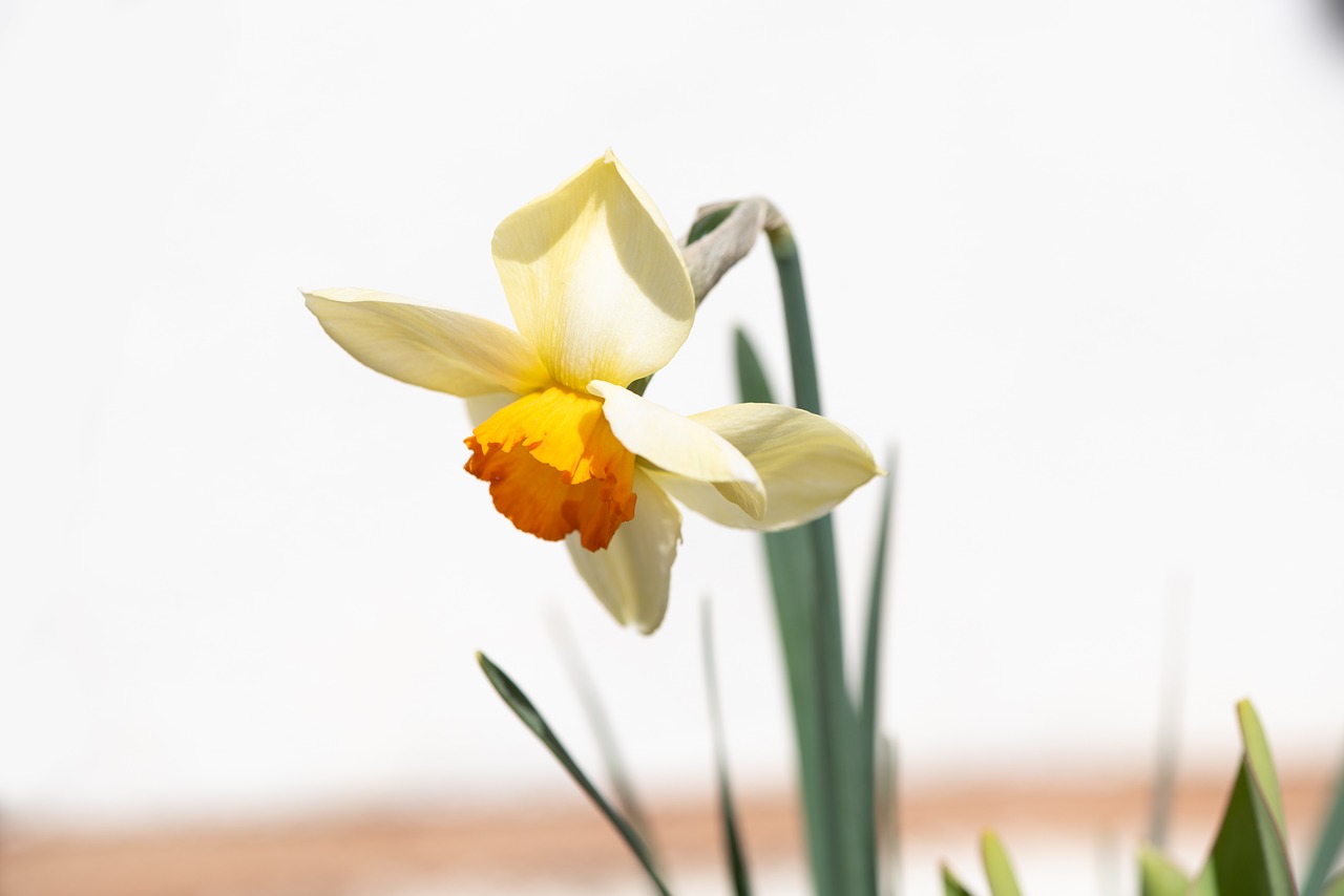 narcissus  flower  spring free photo