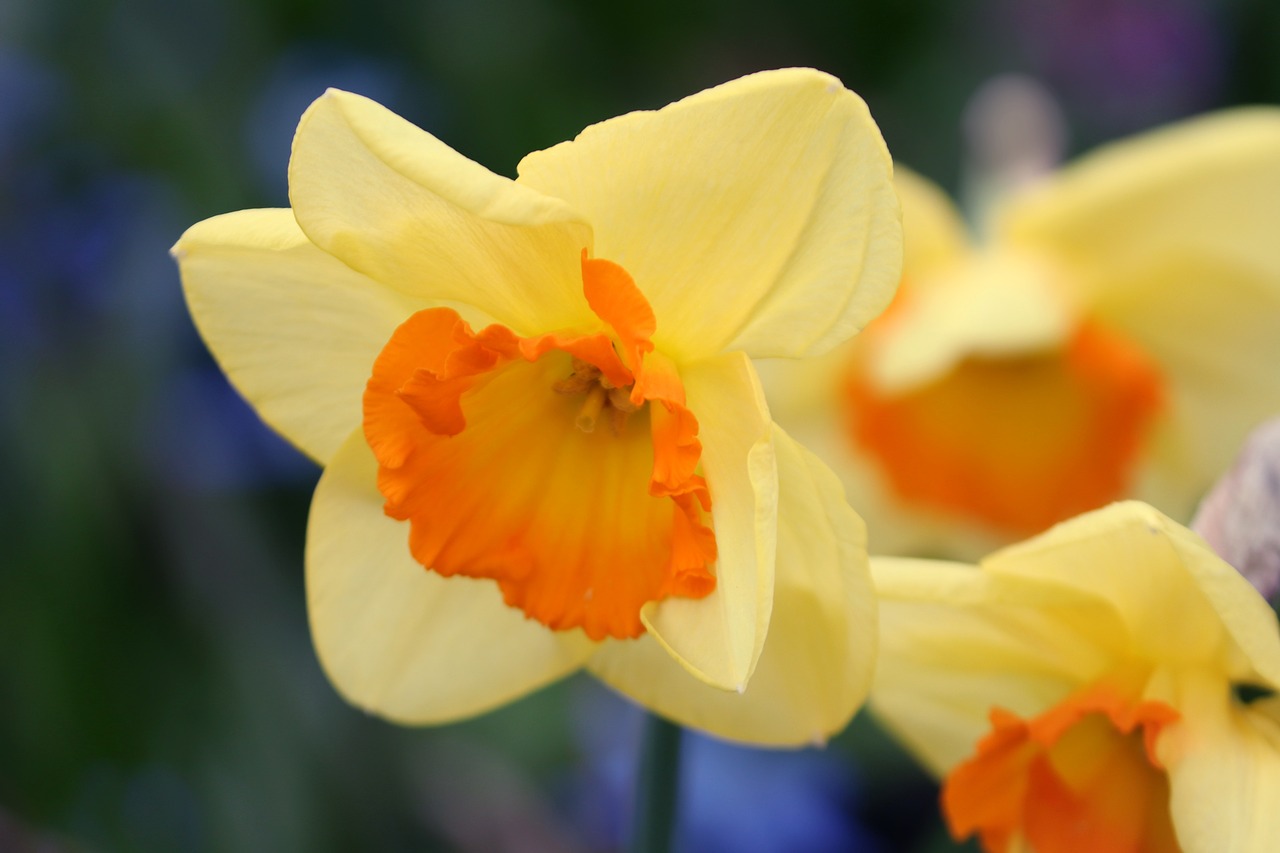 narcissus  yellow  daffodil free photo