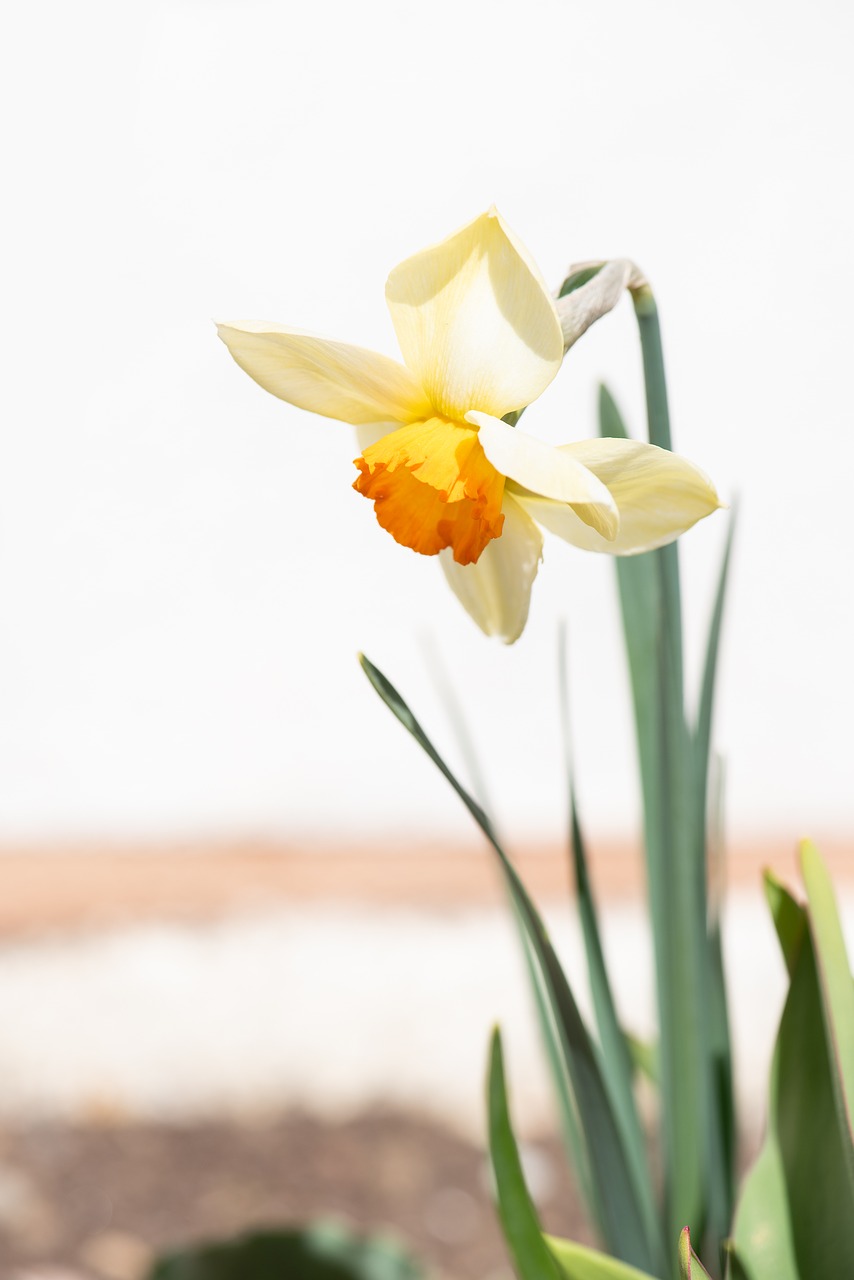 narcissus  flower  garden free photo