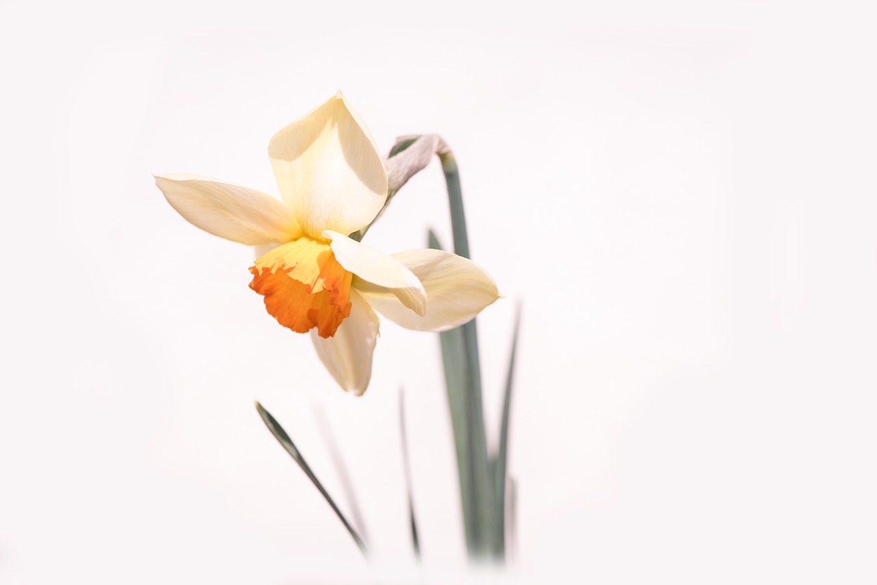 narcissus  flower  blossom free photo