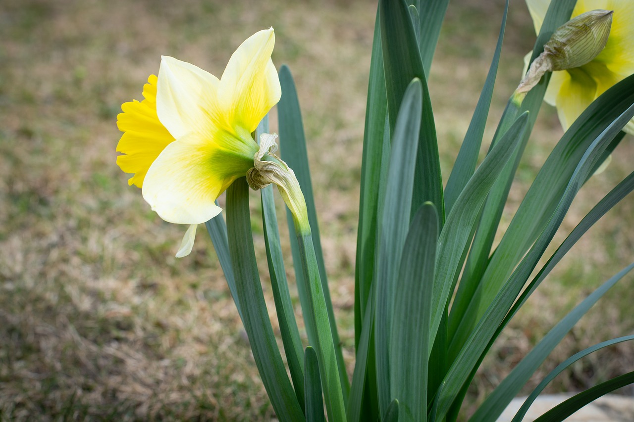 narcissus  yellow  flower free photo