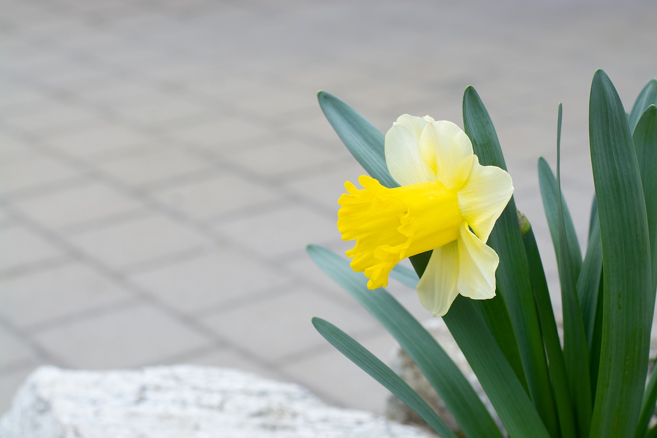 narcissus  yellow  spring free photo