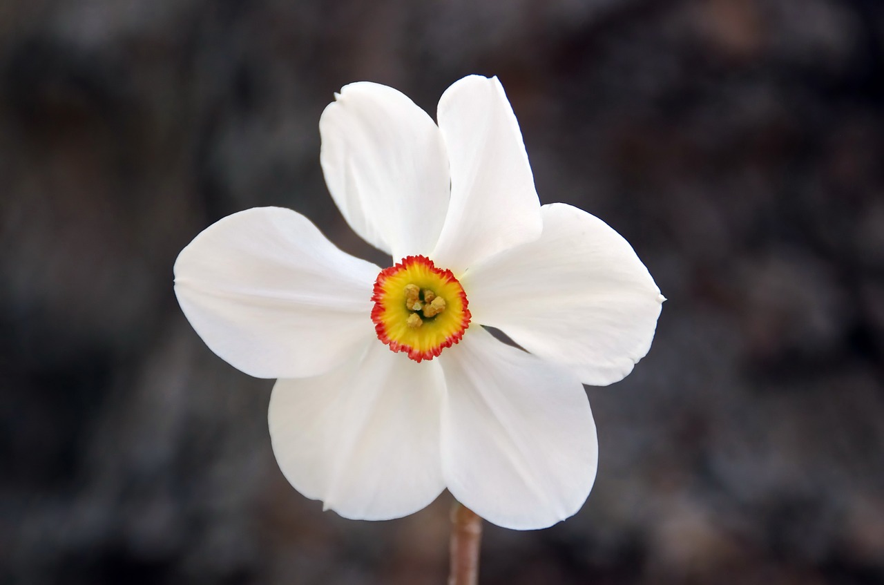 narcissus  narcissus of the poets  flower free photo