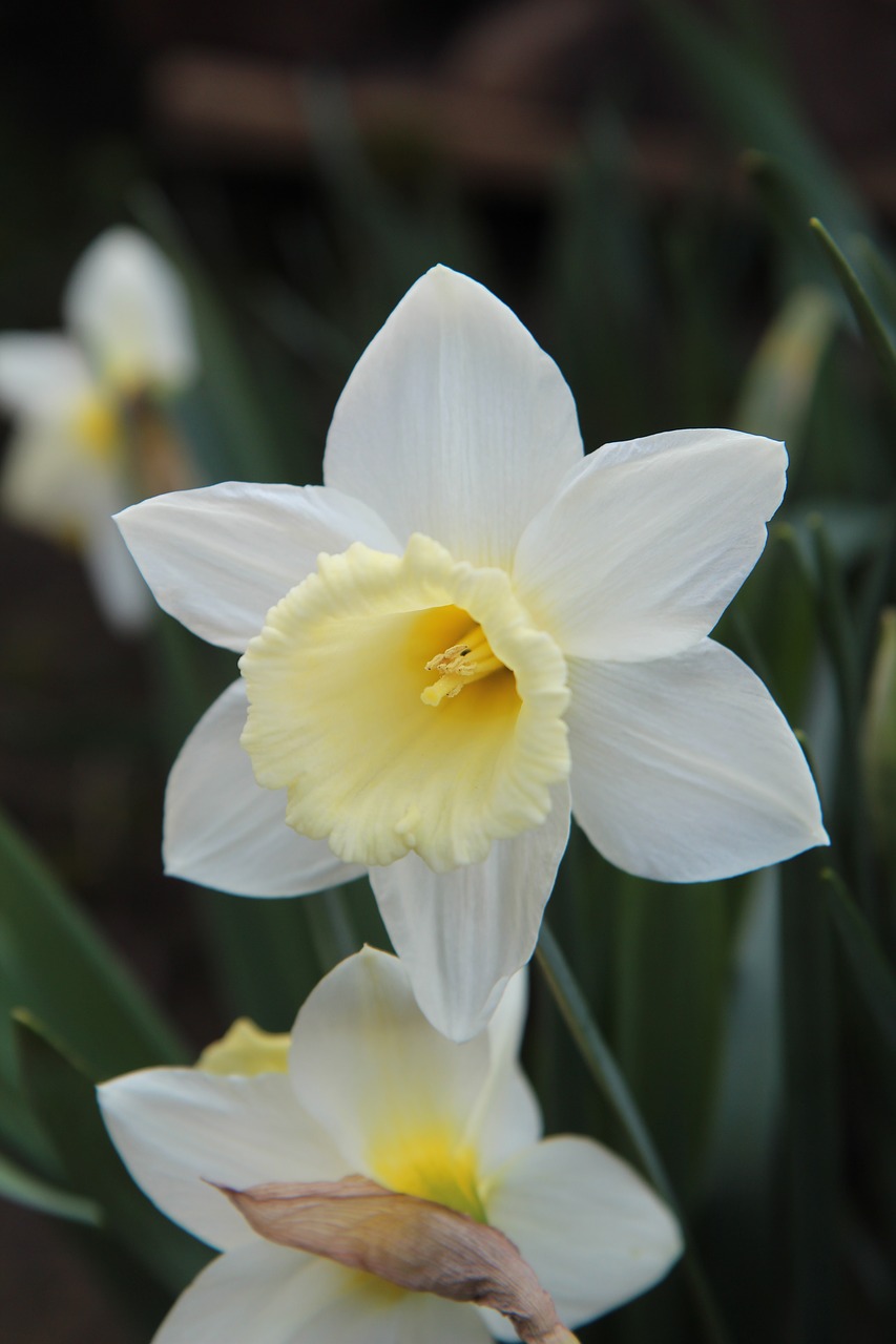 narcissus  spring  flowering free photo