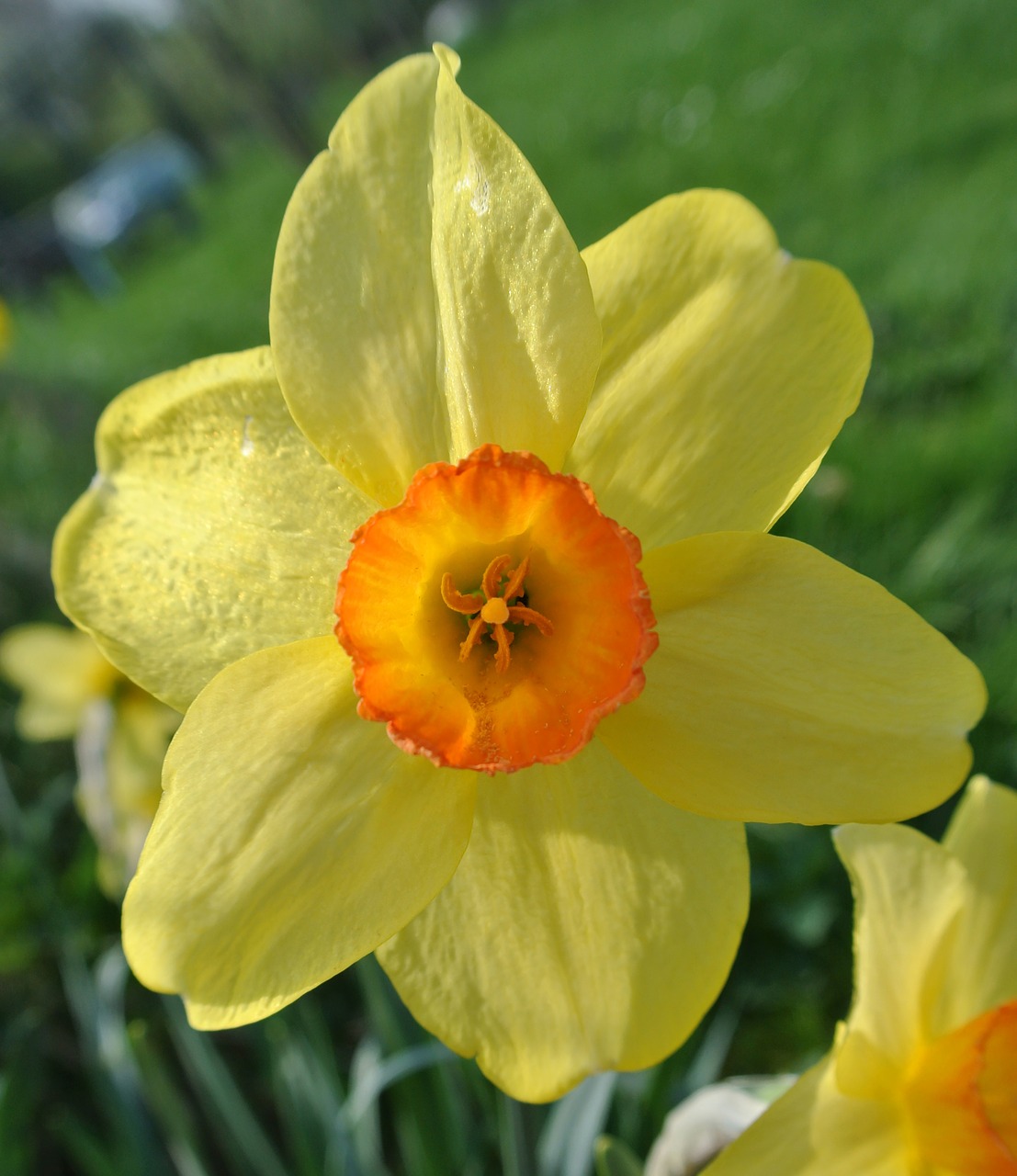 narcissus  easter flower  yellow free photo