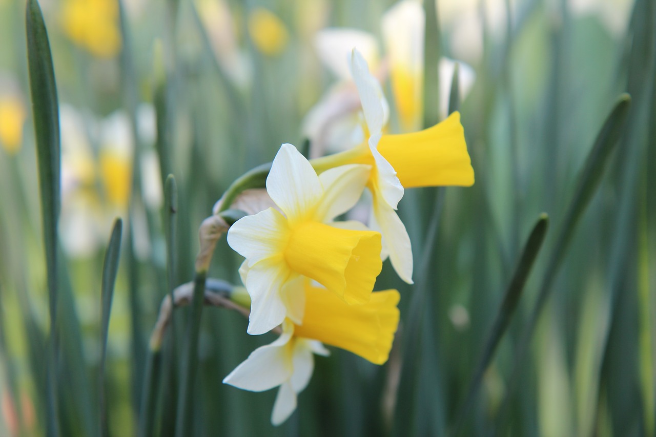 narcissus  flowering  spring free photo