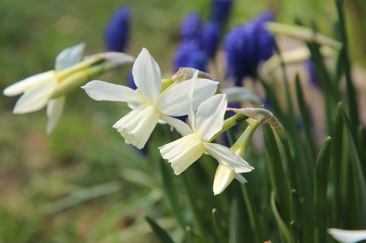 narcissus  flowering  spring free photo