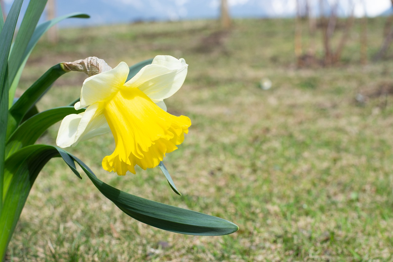 narcissus  spring flower  blossom free photo