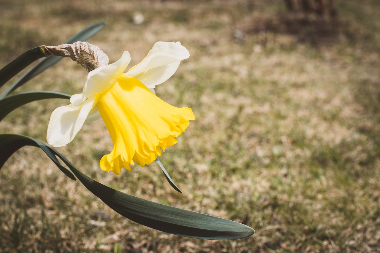 narcissus  yellow  spring free photo