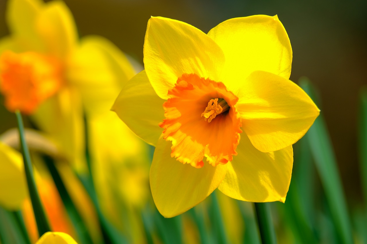 narcissus  flower  spring free photo