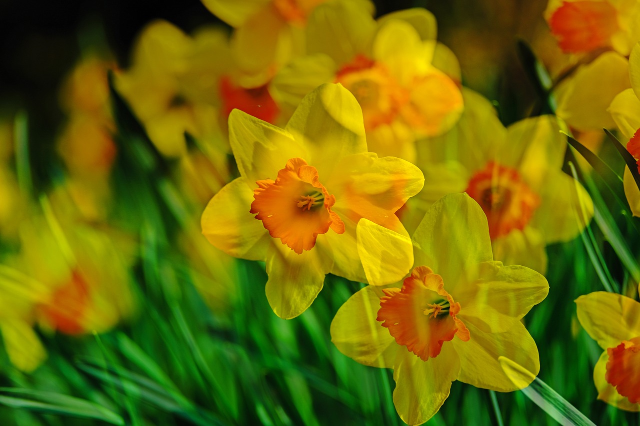 narcissus  flower  yellow free photo