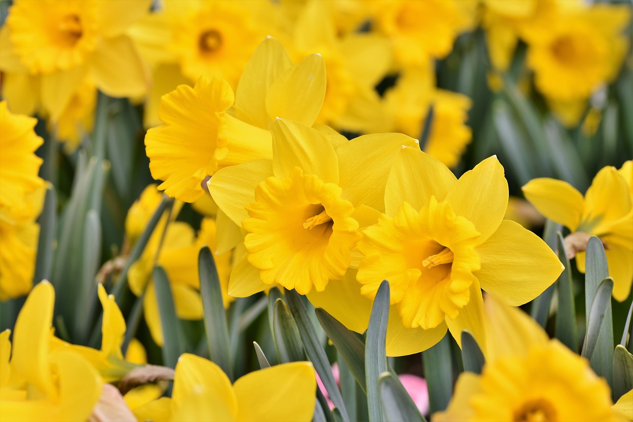 narcissus  blossom  bloom free photo