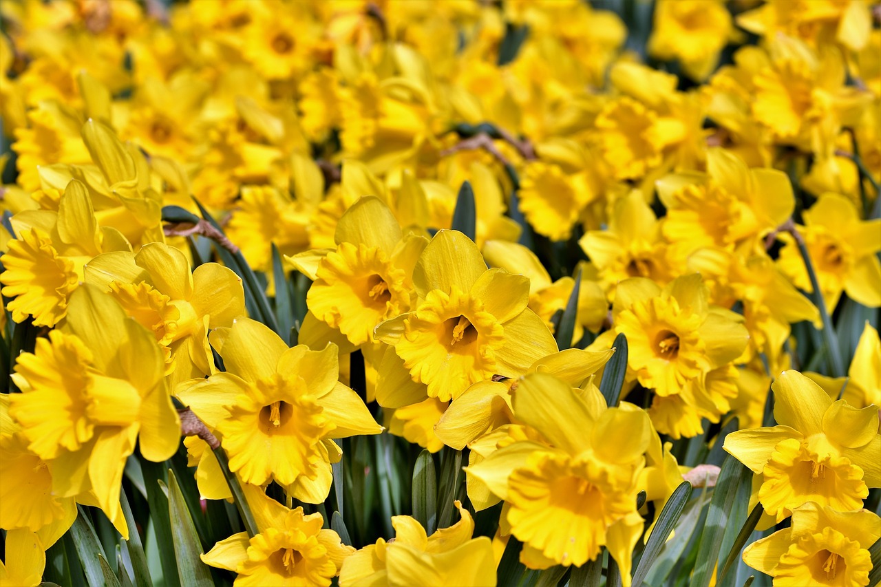 narcissus  blossom  bloom free photo