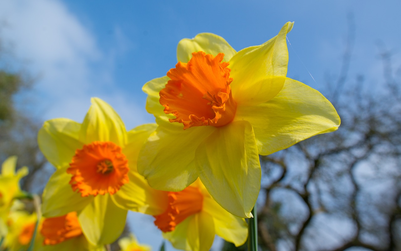 narcissus  flower  bloom free photo