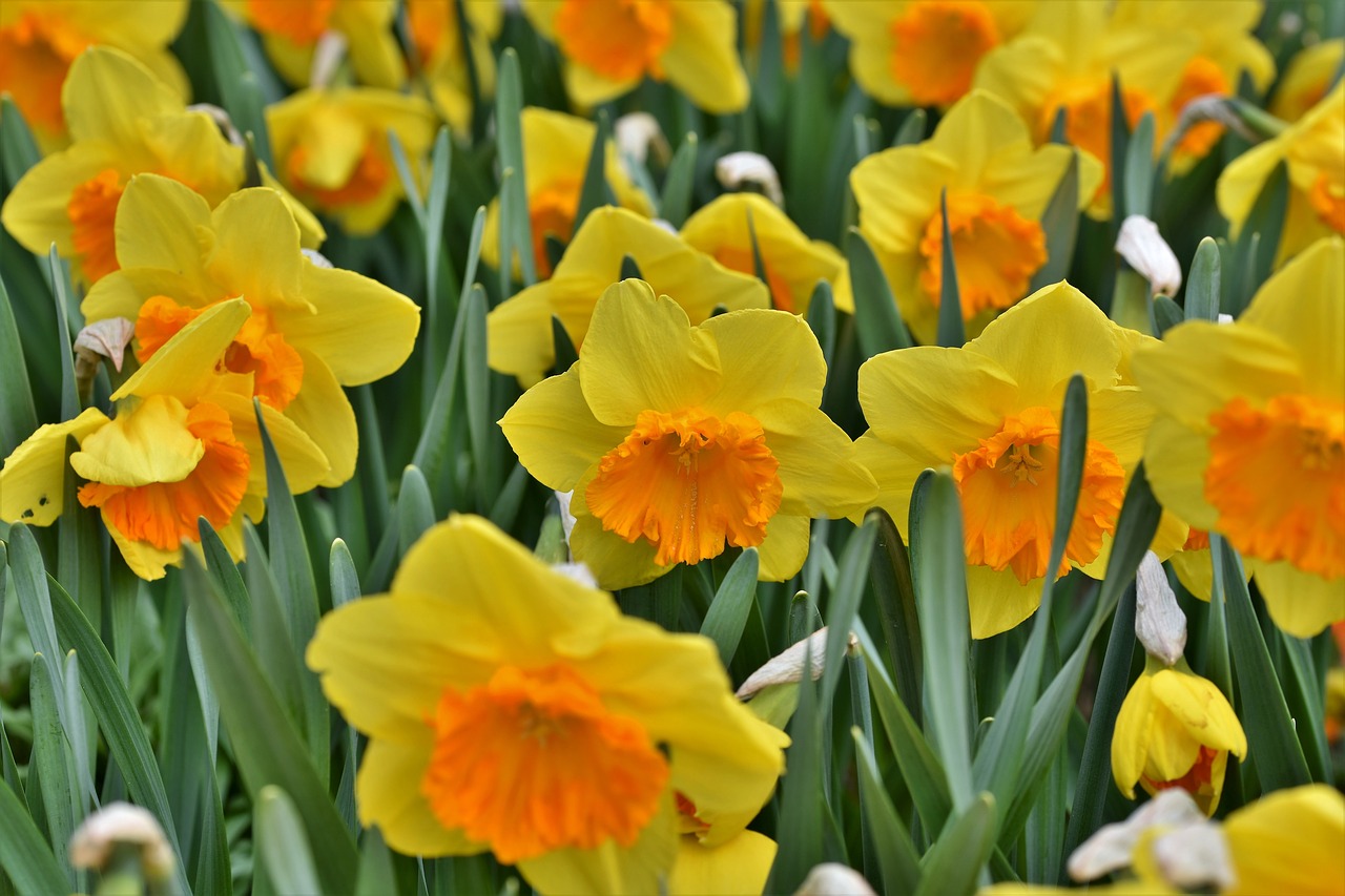 narcissus  blossom  bloom free photo