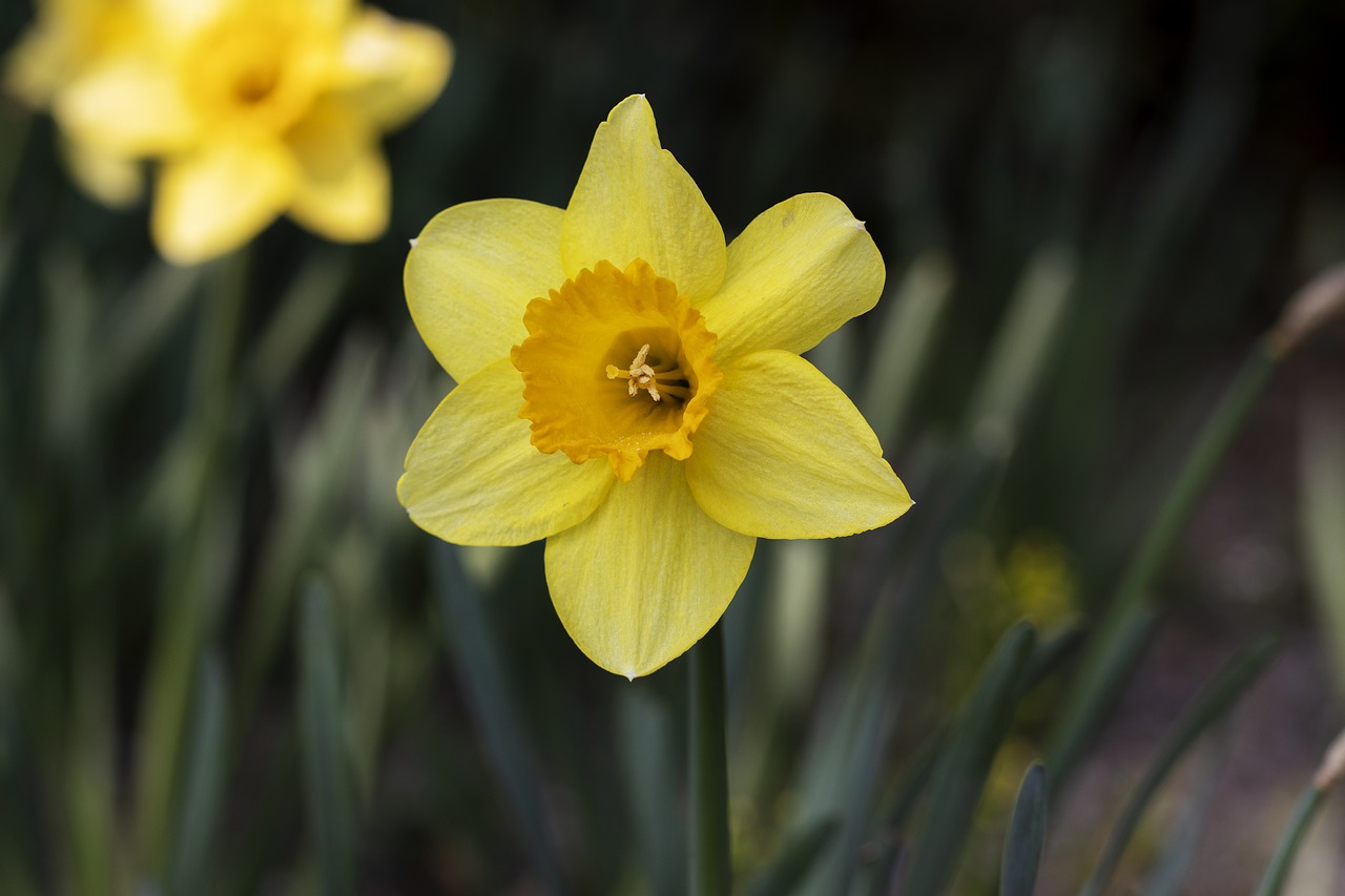 narcissus  spring  flowers free photo