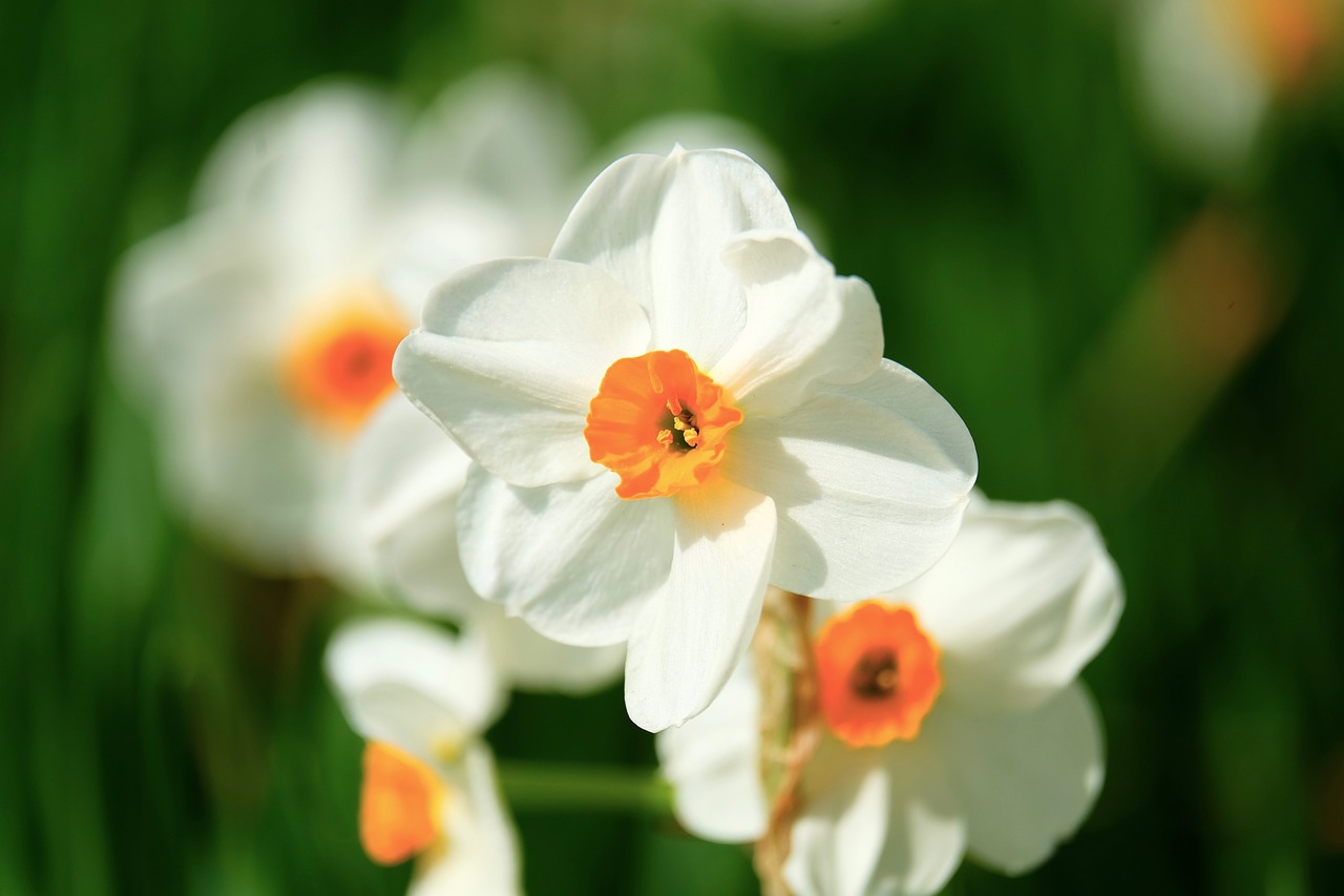 narcissus  flower  white free photo