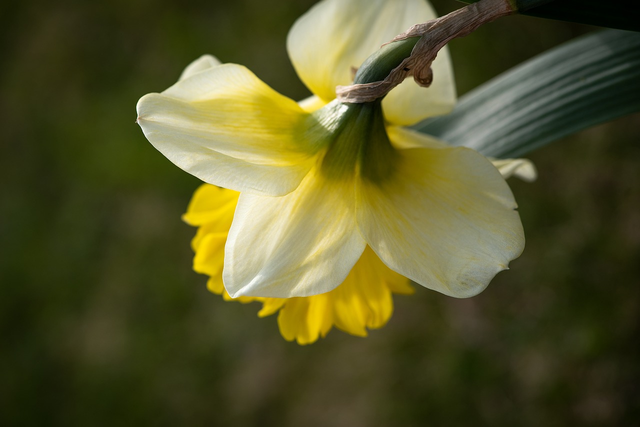 narcissus  yellow  blossom free photo