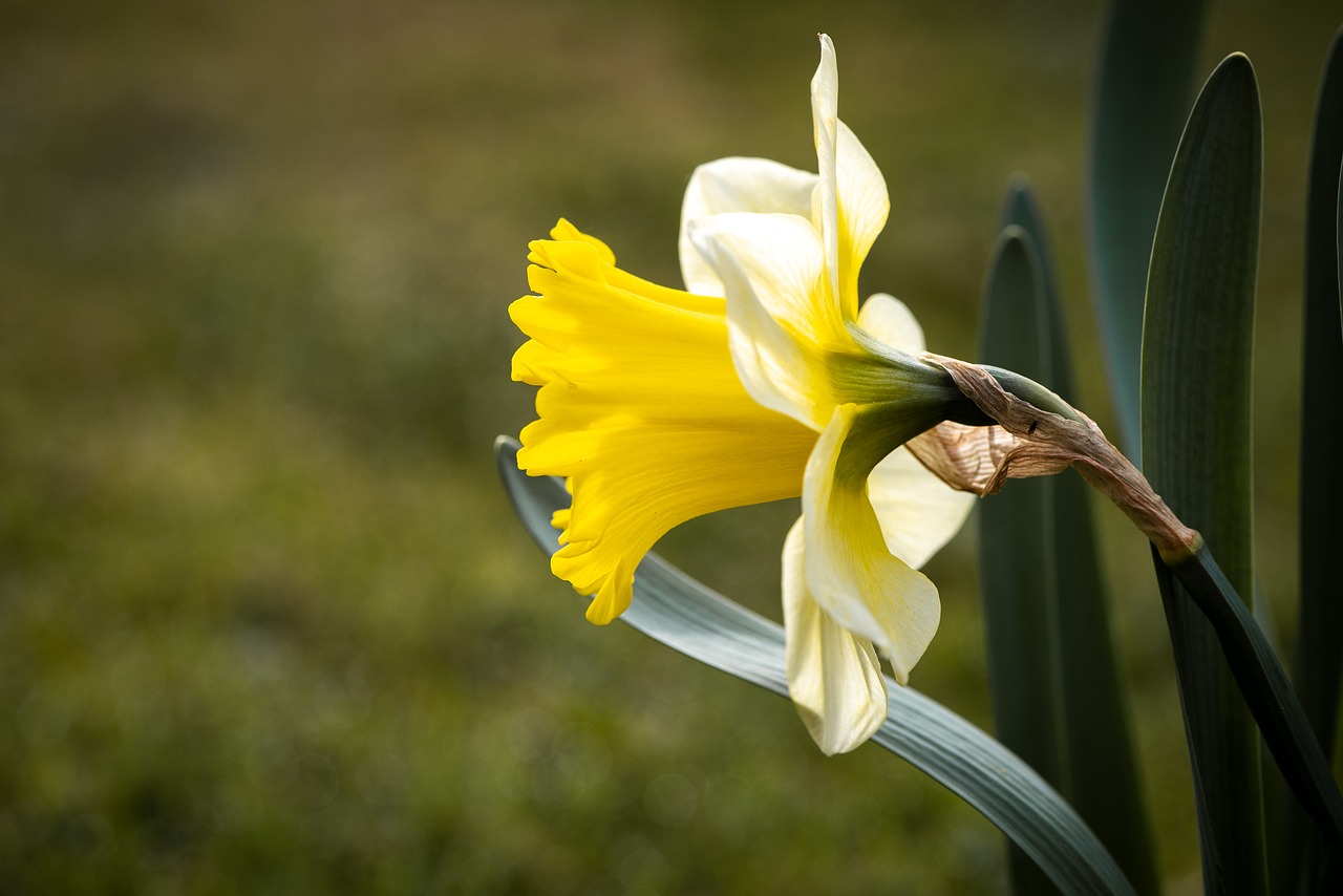 narcissus  yellow  flower free photo