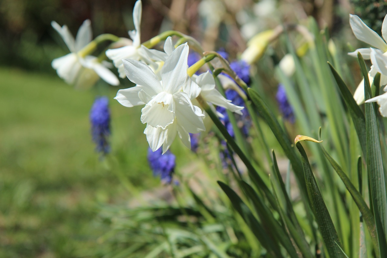 narcissus  flowers  spring free photo