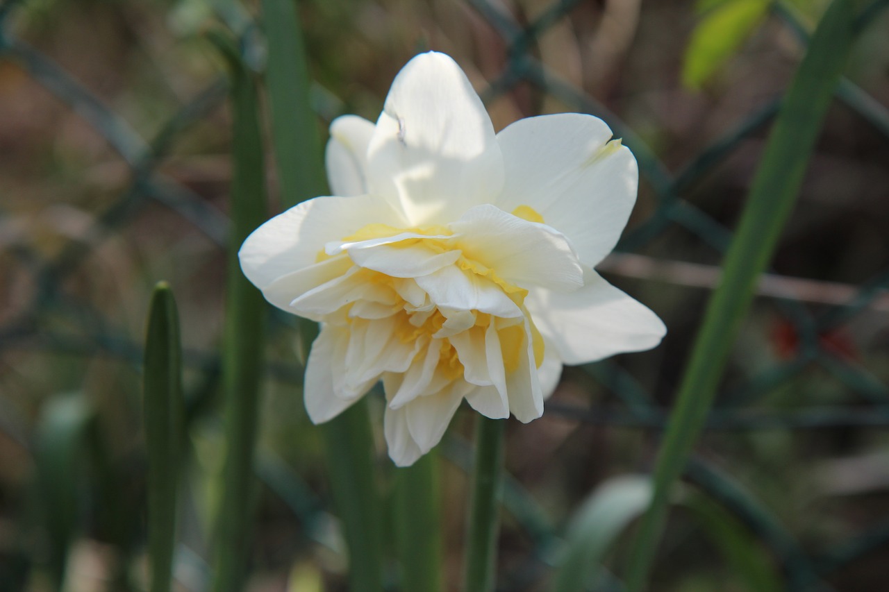 narcissus  flowers  spring free photo