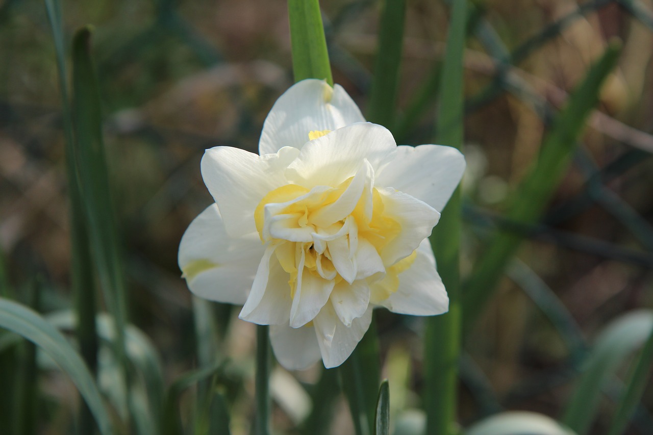 narcissus  flowers  spring free photo