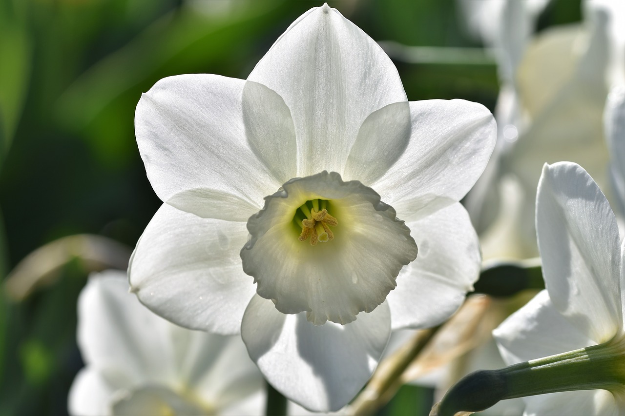 narcissus  blossom  bloom free photo