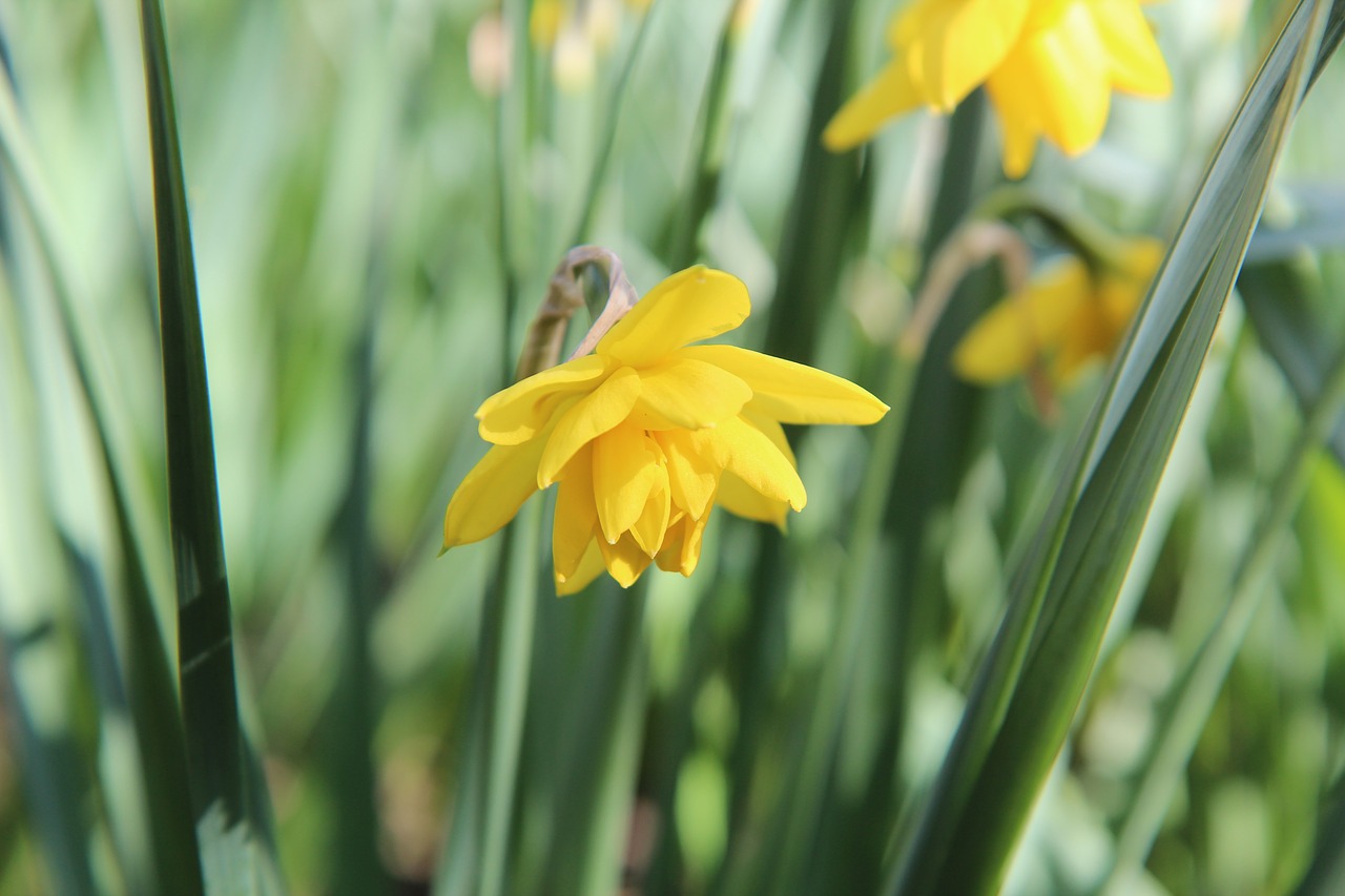 narcissus  narcissus yellow  spring free photo