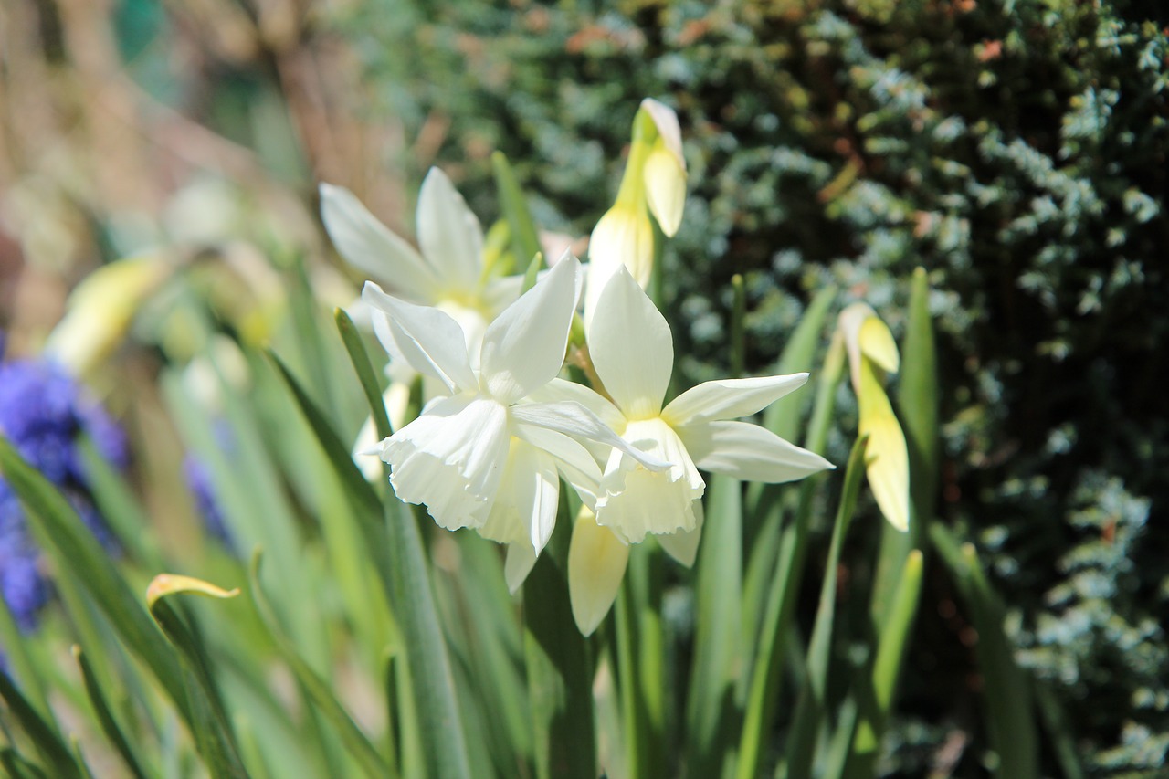 narcissus  narcissus white  spring free photo