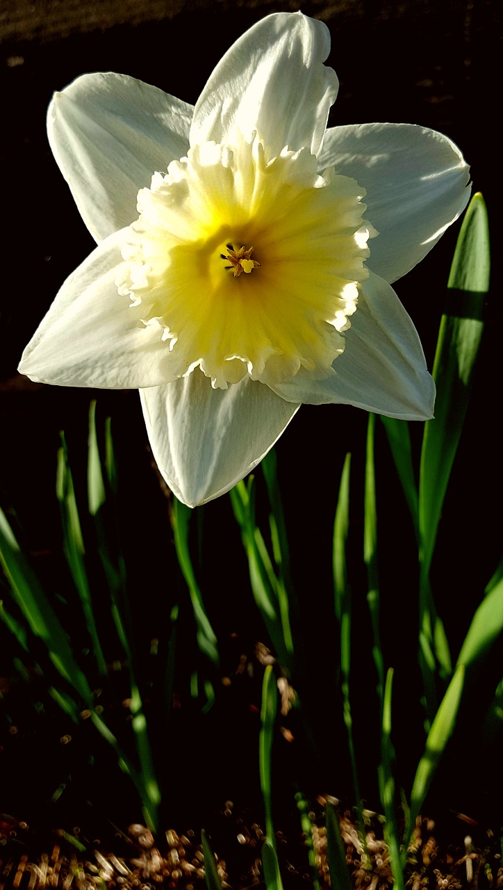 narcissus  flower  white free photo