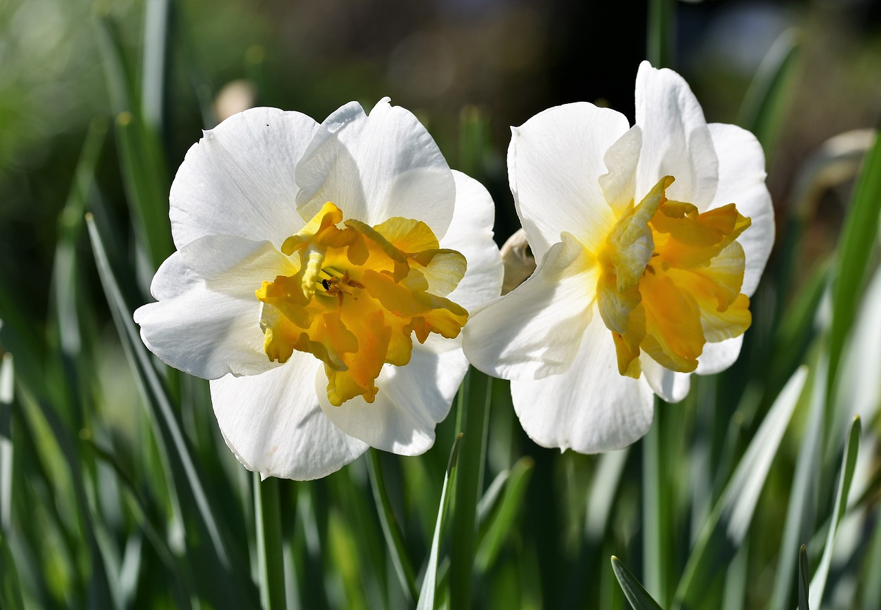 narcissus  blossom  bloom free photo