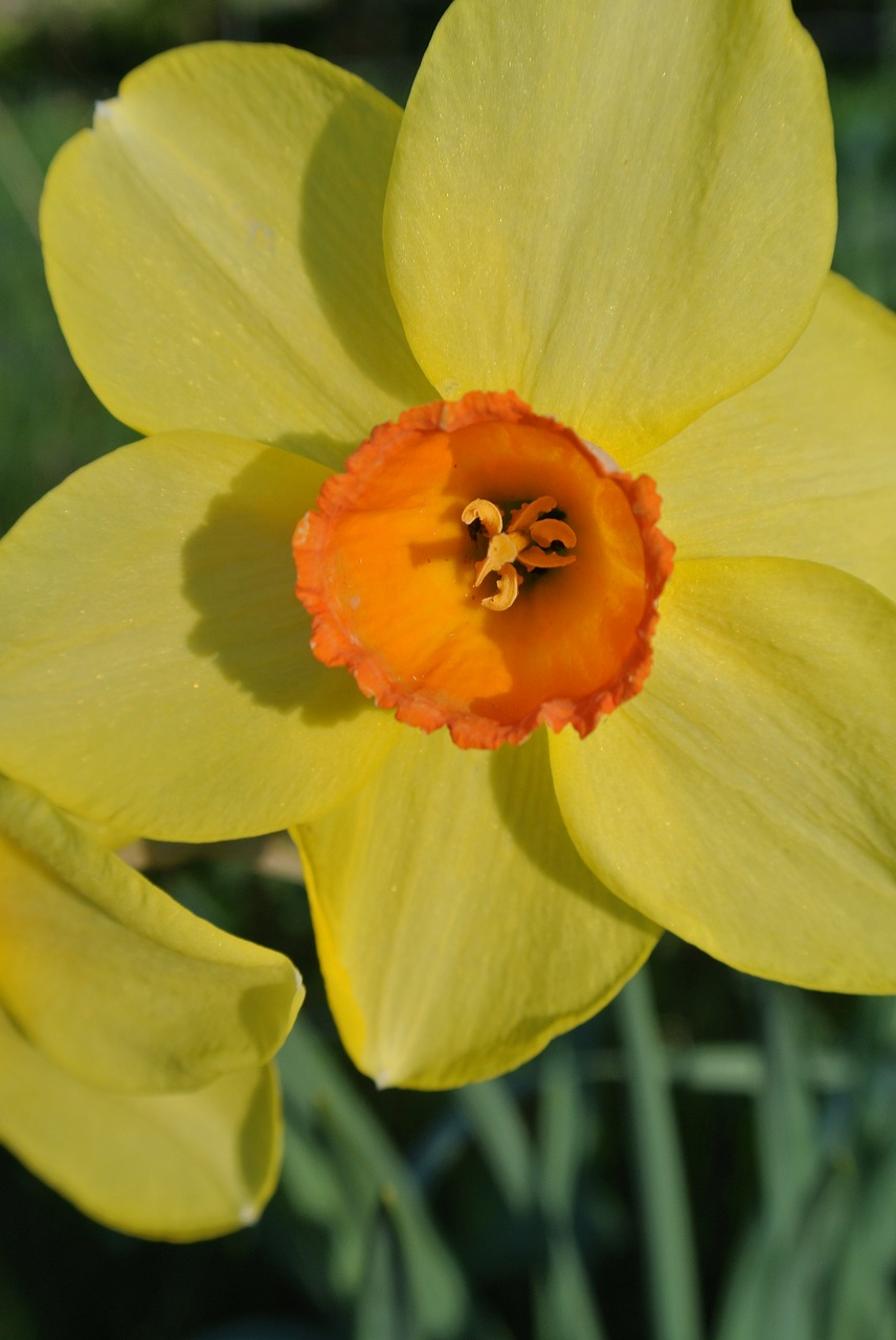 narcissus  daffodil  spring free photo