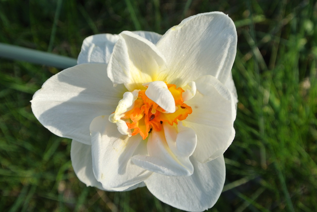 narcissus  flower  white free photo