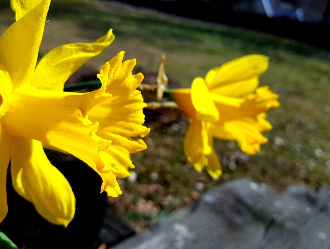 narcissus  yellow  easter free photo